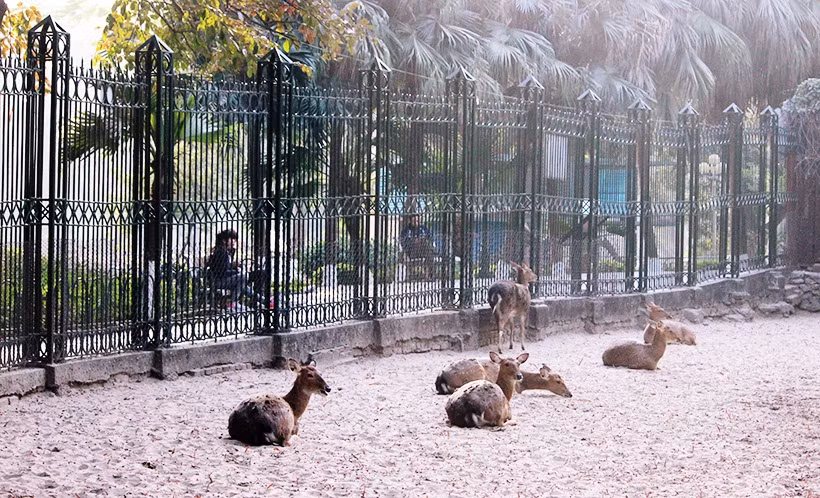 Công viên Thủ Lệ (Vườn thú Hà Nội) đang quản lý trên 700 cá thể động vật, thuộc 77 loài có nguồn gốc khác nhau từ nhiều quốc gia trên thế giới. Công viên Thủ Lệ (Vườn thú Hà Nội) đang quản lý trên 700 cá thể động vật, thuộc 77 loài có nguồn gốc khác nhau từ nhiều quốc gia trên thế giới.