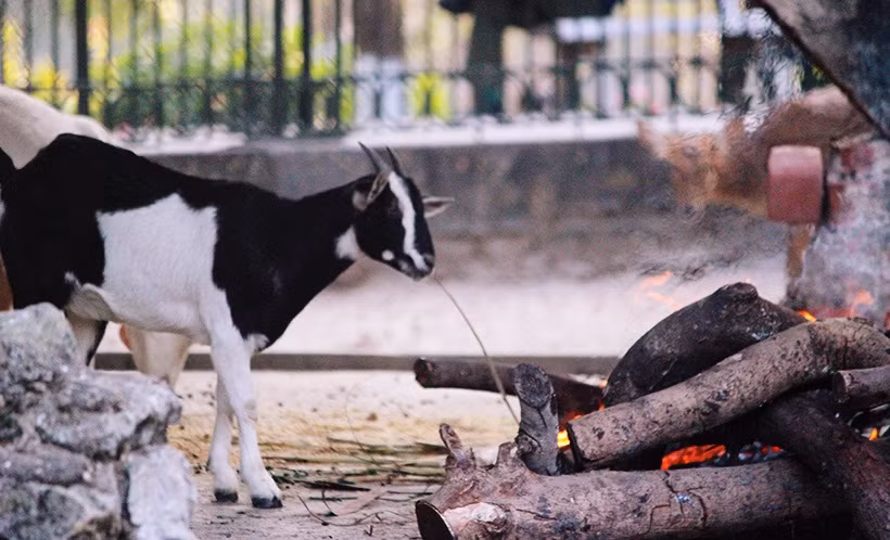 Ngoài khẩu phần ăn của động vật hàng ngày, vườn thú Thủ Lệ còn tăng cường lượng thức ăn giàu vitamin và khoáng để tăng cường sức đề kháng chống rét cho động vật.