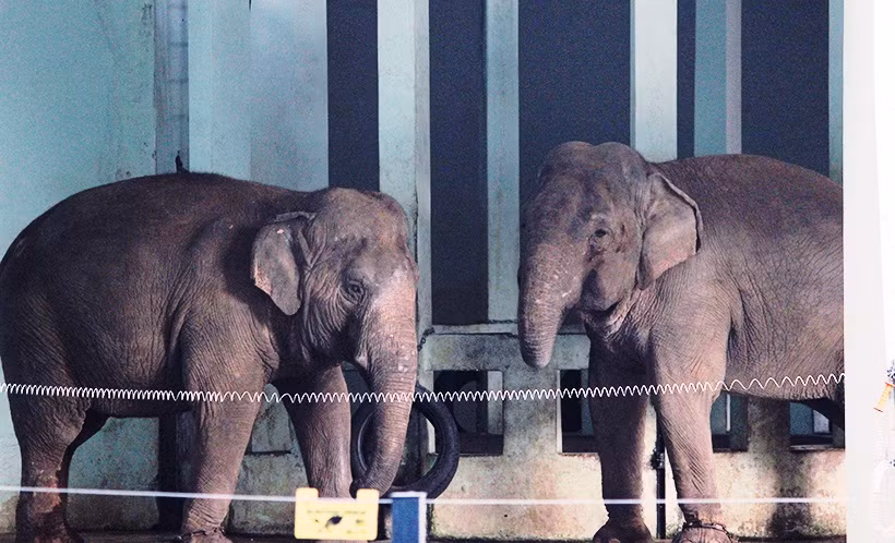 Theo ông Phạm Đình Mạnh, Trưởng phòng Kỹ thuật Công ty TNHH MTV vườn Thú Hà Nội (Công viên Thủ Lệ), thì để giúp giữ ấm cho các loài động vật tại vườn thú Hà Nội những ngày này, đơn vị đã sử dụng bạt, tấm tôn để che chắn gió lùa (đối với voi).