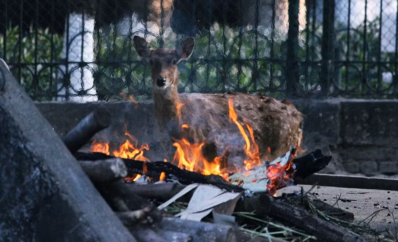 Nếu nhiệt độ dưới 5 độ C, ban ngày vườn thú sẽ cho động vật nằm bên trong chuồng, đồng thời có sổ sách ghi chép tình hình sức khỏe cho động vật bên cạnh việc đốt lửa sưởi ấm.