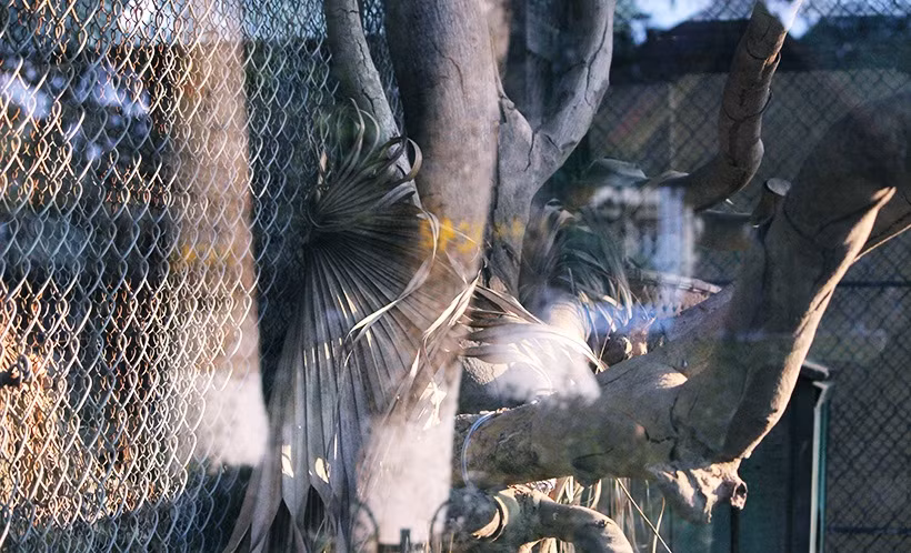 Chỗ ở của một số loài động vật khác được sử dụng lá cọ để chắn gió.