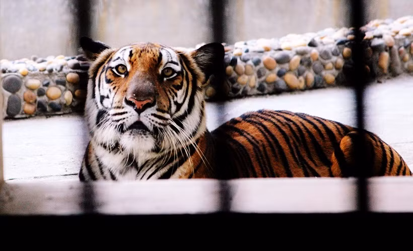 "Chúa sơn lâm" tại công viên Thủ Lệ.