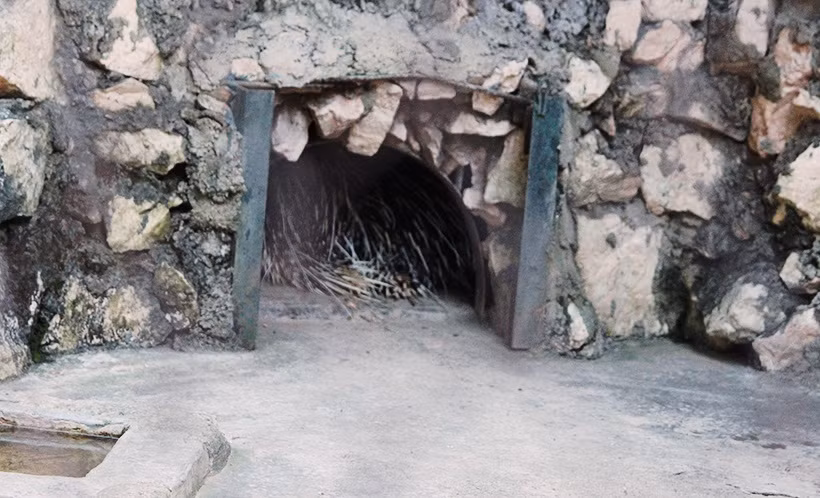 Do thời tiết quá lạnh những con nhím chui hẳn vào tổ để giữ thân nhiệt.