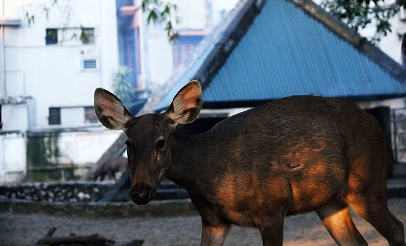 Một số loài động vật khác được chăm sóc ở bên ngoài tại vườn thú Hà Nội tranh thủ sưởi ấm bằng những tia nắng mặt trời hiếm hoi.