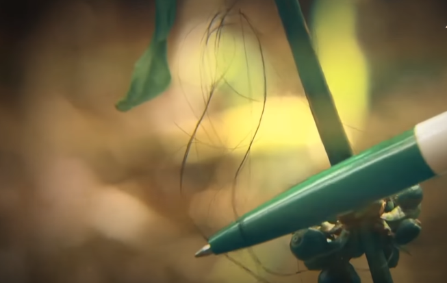 Đến tối, trong lúc rọi đèn pin tìm kiếm tại vườn cà phê của bà Nghiêm Thị Nhi (48 tuổi), cách nhà nạn nhân chừng 200 mét, mọi người bất ngờ phát hiện vết máu khô trên ống dẫn nước, bên cạnh có một sợi tóc dài vướng trên chiếc lá bị rách.