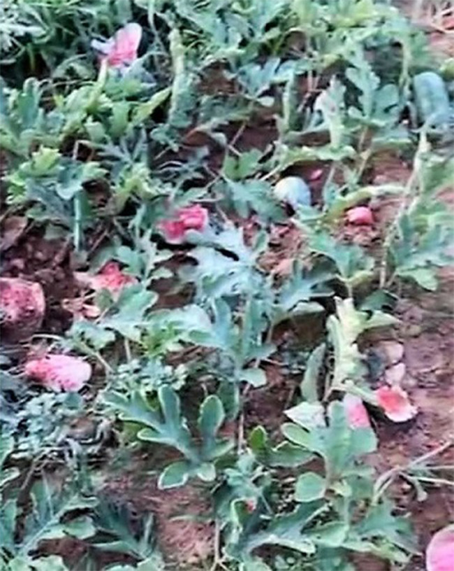 Được biết, số diện tích bị kẻ gian phá khoảng 200 – 250m2, hơn 2,5 tạ dưa hấu bị phá hoại, đập bể, vỡ nát, ước tính thiệt hại hàng triệu đồng. Hiện, vụ bắt nhóm thanh niên đập nát hơn 2 tạ dưa của cụ ông ở Nghệ An đang được cơ quan chức năng điều tra, làm rõ.