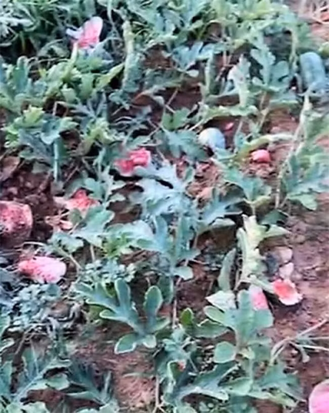 Được biết, số diện tích bị kẻ gian phá khoảng 200 – 250m2, hơn 2,5 tạ dưa hấu bị phá hoại, đập bể, vỡ nát, ước tính thiệt hại hàng triệu đồng. Hiện, vụ bắt nhóm thanh niên đập nát hơn 2 tạ dưa của cụ ông ở Nghệ An đang được cơ quan chức năng điều tra, làm rõ.