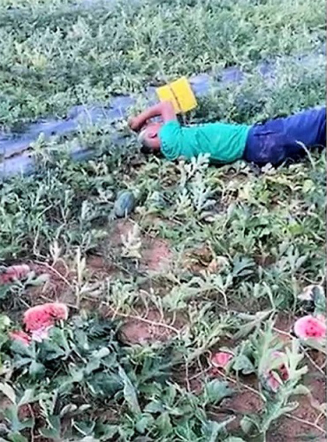 Trước đó, khoảng 13h30 ngày 3/7, ông Tôn cùng người thân ra ruộng thì phát hiện một diện tích dưa hấu chuẩn bị thu hoạch bị kẻ gian phá nát, hàng trăm quả dưa bị đập vỡ tung tóe. Quá xót xa trước ruộng dưa chuẩn bị thu hoạch bị kẻ gian phá hoại, ông Phan Văn Tôn đã khóc lóc thảm thiết, nằm sõng soài bên ruộng dưa mà gia đình đã dày công chăm bón. 