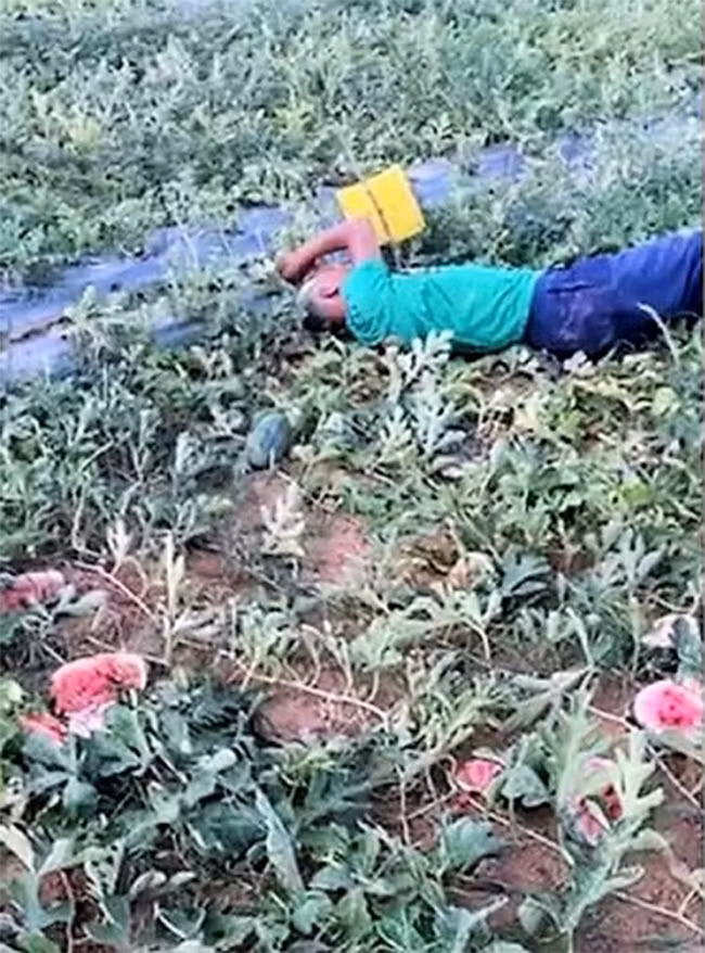 Trước đó, khoảng 13h30 ngày 3/7, ông Tôn cùng người thân ra ruộng thì phát hiện một diện tích dưa hấu chuẩn bị thu hoạch bị kẻ gian phá nát, hàng trăm quả dưa bị đập vỡ tung tóe. Quá xót xa trước ruộng dưa chuẩn bị thu hoạch bị kẻ gian phá hoại, ông Phan Văn Tôn đã khóc lóc thảm thiết, nằm sõng soài bên ruộng dưa mà gia đình đã dày công chăm bón. 