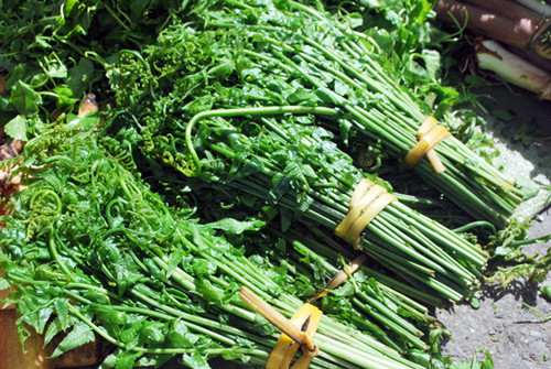 Theo các thầy thuốc, rau dớn có tính mát, lợi tiểu,chống táo bón, làm ngưng các cơn đau âm ỉ do viêm đại tràng và giúp dễ ngủ, ngủ sâu. Rau dớn là món ăn lành, cùng với các loại rau củ quả khác có thể giúp đồng bào miền núi trước đây chống chọi với nạn đói trong mùa giáp hạt hay mùa màng thất bát.