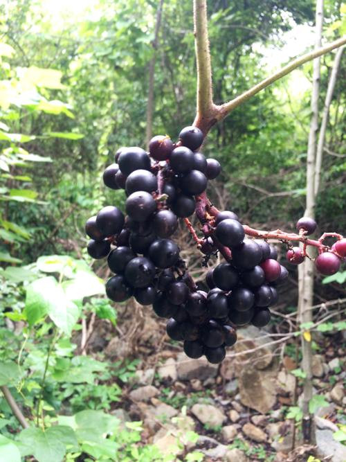 Trai 8X “do hoi” khi doc suc san giong nho rung quy hiem