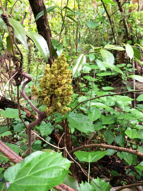 Trai 8X “do hoi” khi doc suc san giong nho rung quy hiem-Hinh-3