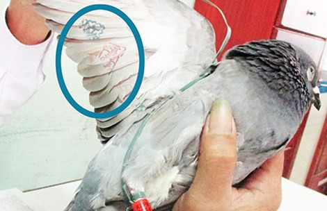 Chim bồ câu với thiết bị lạ gắn ở chân, chữ ở cánh. Ảnh: TT.