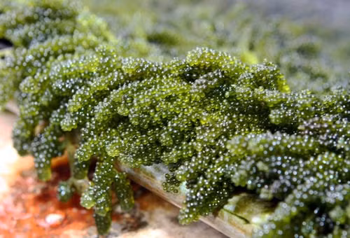 bi quyet lam dep da cua phu nu bon phuong hinh anh