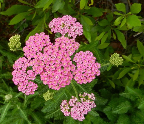 Úc. Các nữ thổ dân Úc từ lâu đã biết dùng cỏ thi để ngăn chặn rạn da, tăng cường độ ẩm cho làn da.