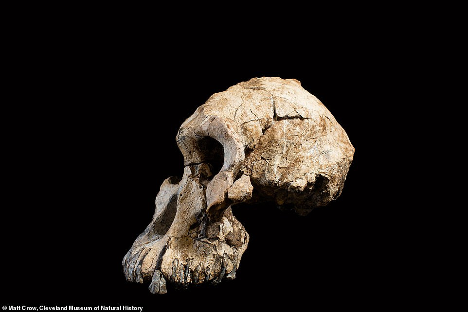 Australopithecus anamensis là tổ tiên của Australopithecus afarensis (nổi tiếng với bộ xương Lucy) và được cho là đã sinh ra chi của chúng ta có tên Homo.
