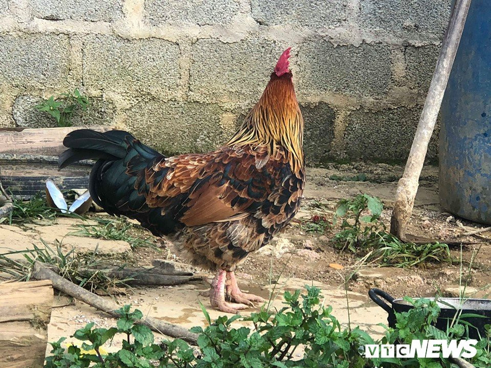 Con gà chuyển giới kỳ lạ của Tráng A Tráng ở Hua Tạt.