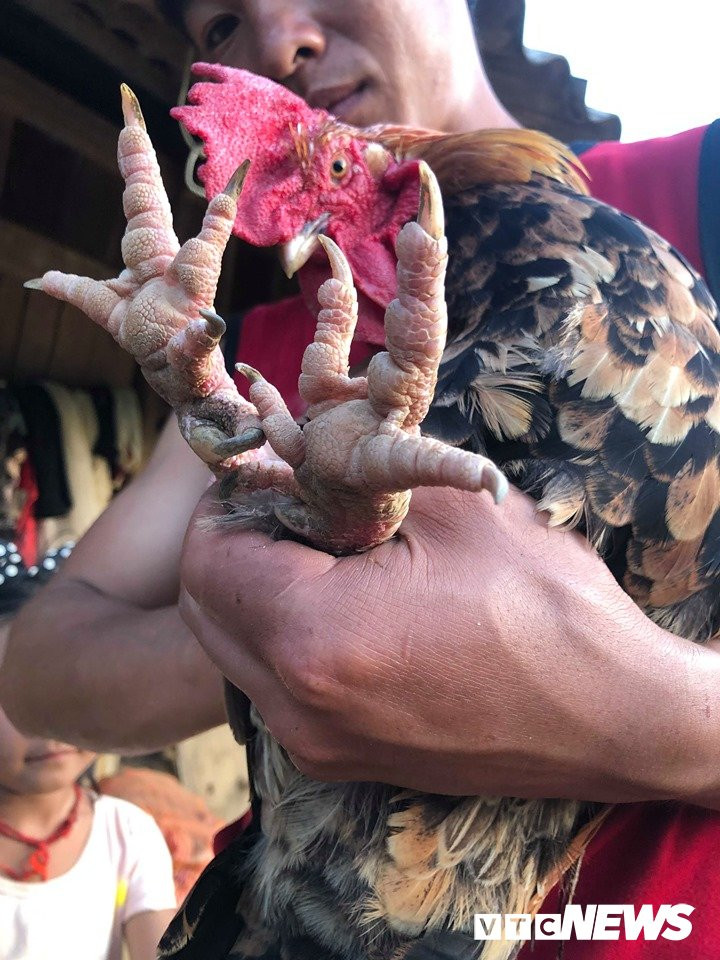 Chân con gà chuyển từ màu đen sang hồng.