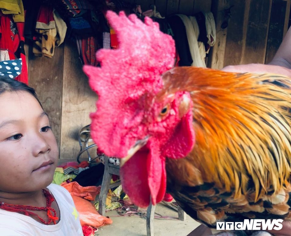 Cái mào đã biến thành gà đực rõ ràng.