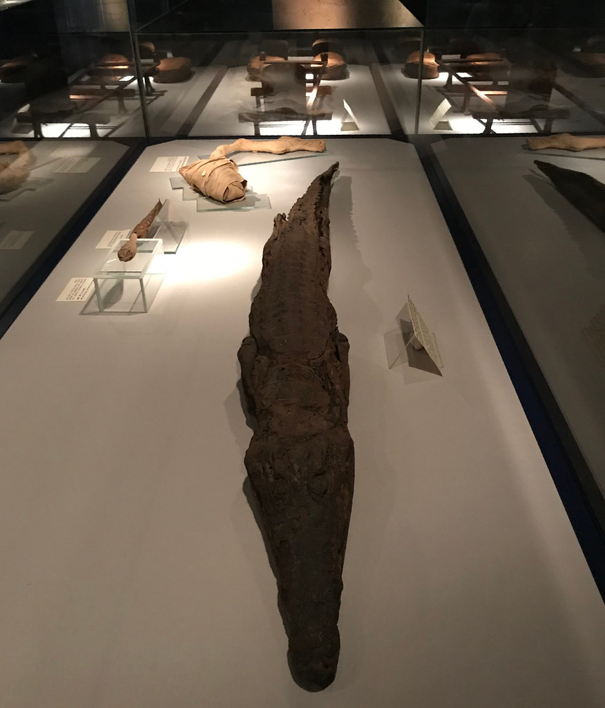 Nghiên cứu xác ướp cá sấu cho thấy người Ai Cập đã giết con vật hung dữ này bằng cách đập vỡ hộp sọ chúng rồi nhanh chóng đem đi xử lý để ướp xác.