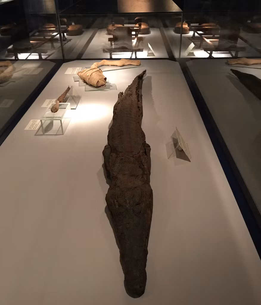 Nghiên cứu xác ướp cá sấu cho thấy người Ai Cập đã giết con vật hung dữ này bằng cách đập vỡ hộp sọ chúng rồi nhanh chóng đem đi xử lý để ướp xác.