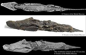 Để có cá sấu dùng để ướp xác dâng lên thần Sobek, người Ai Cập thời cổ đại thực hiện việc săn bắt vô cùng cẩn thận.