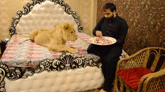 Tính đến tháng 5/2019, con sư tử này đã nặng hơn 75kg.