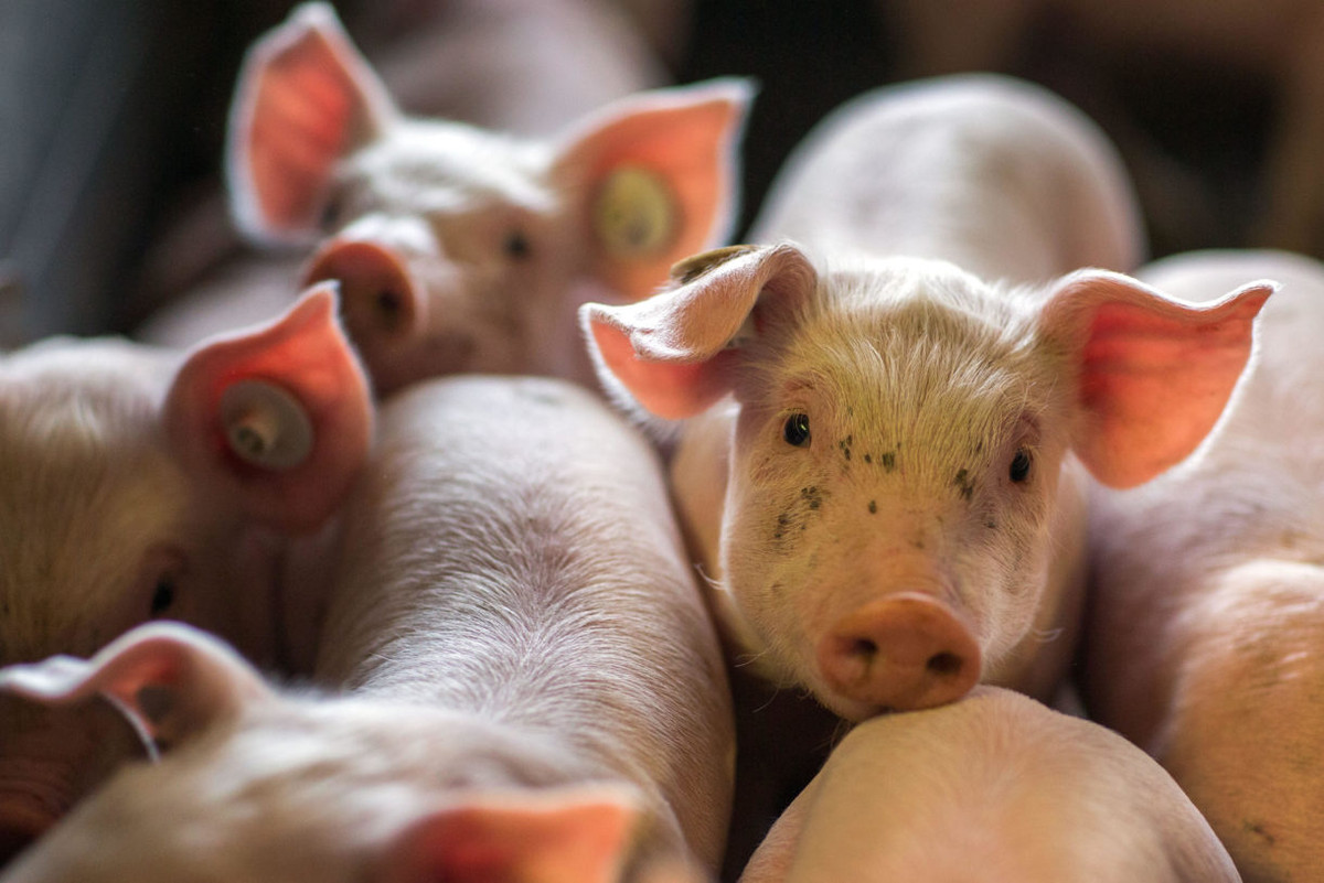 Theo đó, chúng thường bị treo cổ đến chết hoặc buộc chặt vào cọc rồi thiêu sống.