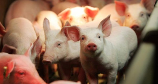 Đa số những con lợn phạm tội nghiêm trọng như trên đều đối mặt với bản án nghiêm khắc là tử hình.