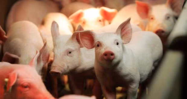 Đa số những con lợn phạm tội nghiêm trọng như trên đều đối mặt với bản án nghiêm khắc là tử hình.