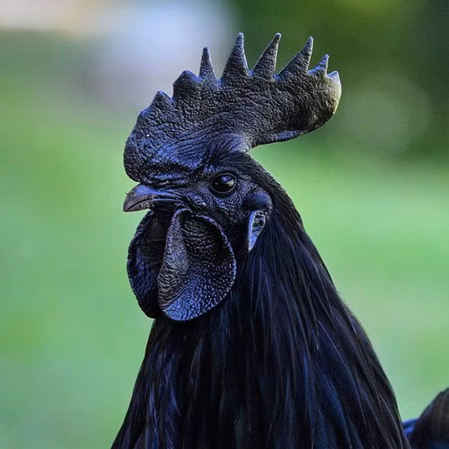 Theo Leif Anderson, nhà di truyền học tại Đại học Uppsala, Thụy Điển thì sự đặc biệt của loài gà trên xuất phát từ đặc điểm di truyền mang tên fibromelanosis – kết quả của sự tái sắp xếp phức tạp trong bộ gene. Mặc dù vậy, việc đột biến này dường như không gây hại cho các giống gà.