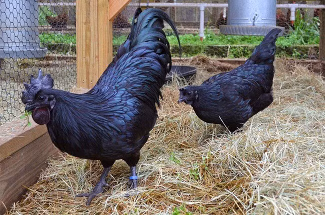 Ngoài ra các nghiên cứu cho thấy thịt gà Cemani rất giàu chất sắt, cực kỳ tốt cho phụ nữ trước và sau khi sinh. Không những thế, đây còn là giống gà rất đắt, Tại Indonesia mỗi con có giá khoảng trên dưới 2.000USD (khoảng 45 triệu đồng).