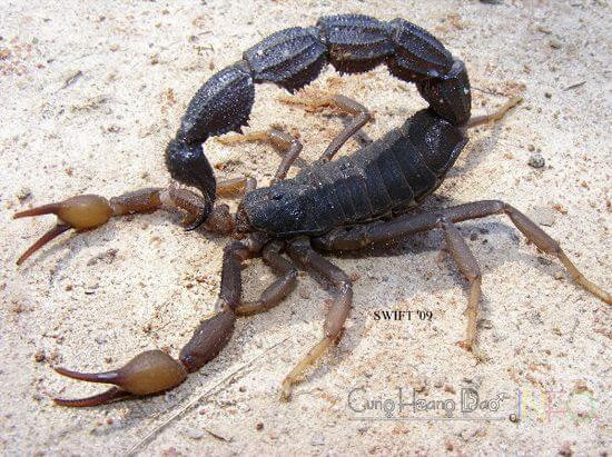 Loại bom đặc biệt này được cho là được sử dụng từ năm 198. Khi ấy, người Iraq sử dụng bom chứa bọ cạp sống để chiến đấu chống lại Đế chế La Mã ở thành phố pháo đài Hatra. Nhờ vũ khí sinh học reo rắc sợ hãi trên, quân đội La Mã bị người Iraq đẩy lui.