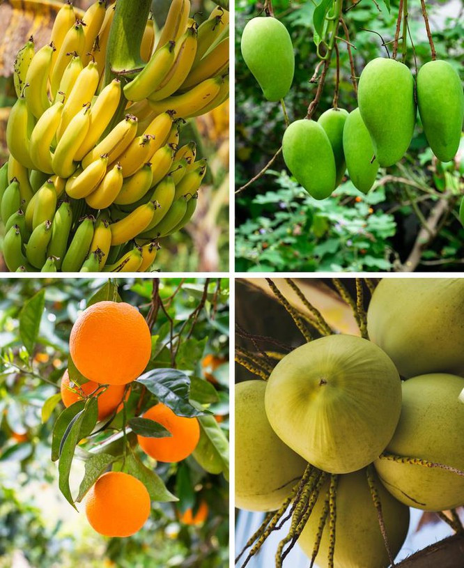 Vien canh am anh khi rung Amazon bi “xoa so” hoan toan (2)