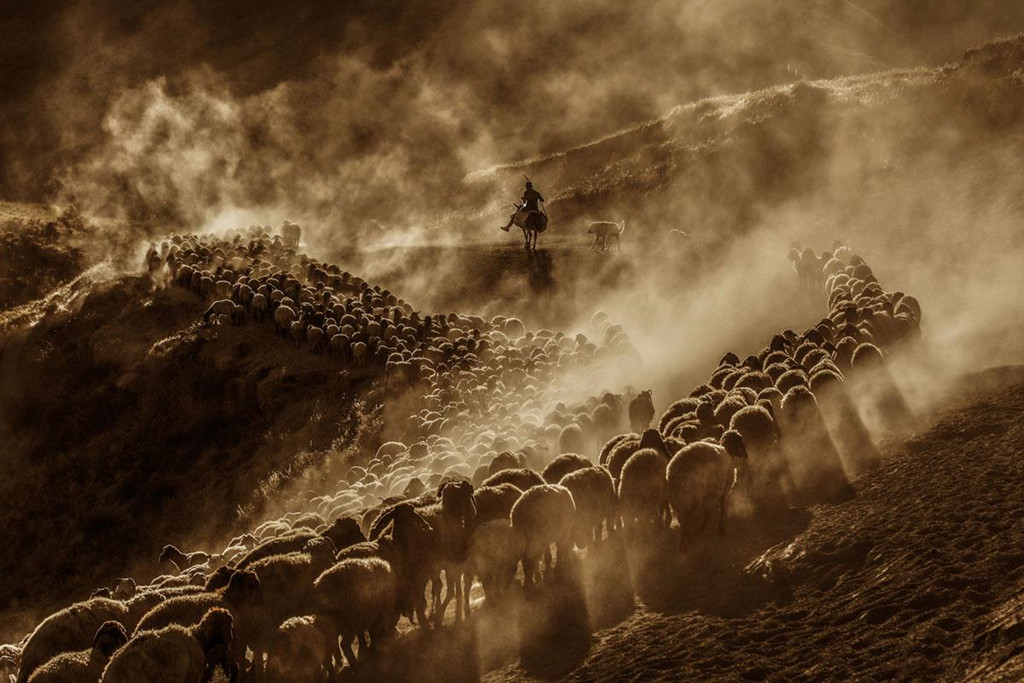 Một người chăn cừu trên lưng lừa dẫn cừu về phía cao nguyên ở chân núi Nemrut trong hoàng hôn ở quận Tatvan của Bitlis, Thổ Nhĩ Kỳ, ngày 2/9.