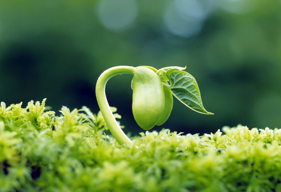 Theo Tiến sĩ Hodgskiss, vào hàng tỷ năm trước, chỉ có các vi sinh vật (sinh vật đơn bào hoặc đa bào) sống sót trên Trái Đất.