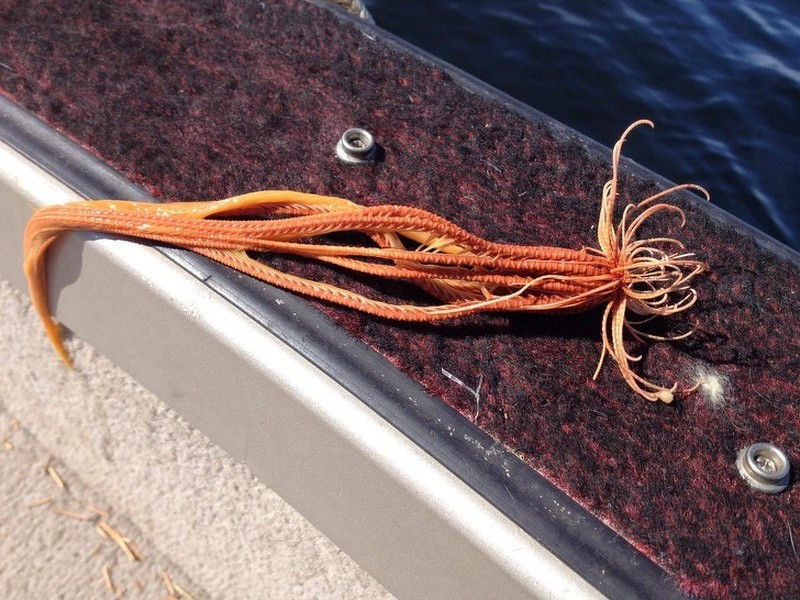 Một con sao lông vũ (crinoid), họ hàng của sao biển và nhím biển.