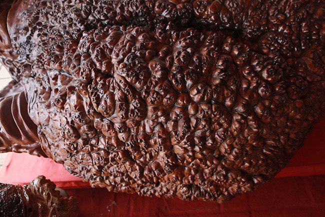 Những gai của khối gỗ nu nhìn rất đều nhau