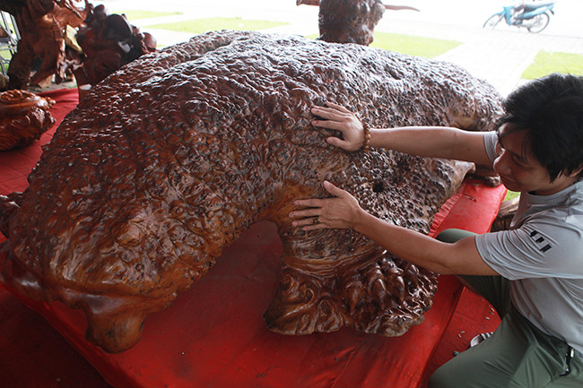 Những đường gân, độ uốn của mai rùa hoàn toàn tự nhiên