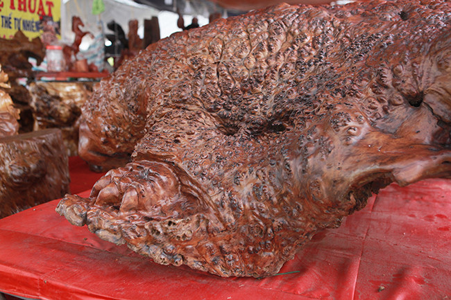 ...chân sau cũng hoàn toàn tự nhiên.