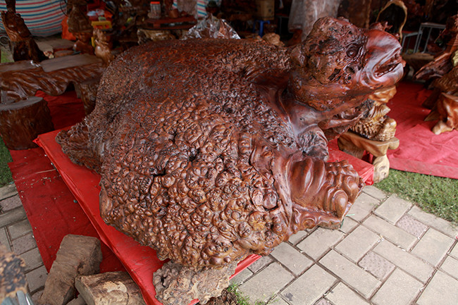 Theo anh Phúc, khối gỗ nu đinh hương này có tuổi đời khoảng vài trăm năm, nguồn gốc từ vùng núi Thanh Hóa. Để có được khối nu lớn như thế thì cây phải nhiều năm tuổi và rất hiếm, có khi cả khu rừng mới có một cây có nu.