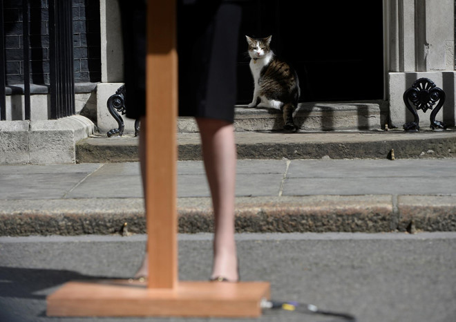 Đăng kèm bức ảnh Larry đứng trước bục phát biểu, một tài khoản Twitter khác viết: "Tôi tuyên bố tôi sẽ tranh cử để trở thành thủ tướng tiếp theo. Nếu Boris Johnson tham gia, thì mọi người cũng xứng đáng có một ứng cử viên nghiêm túc". Ảnh: Reuters.