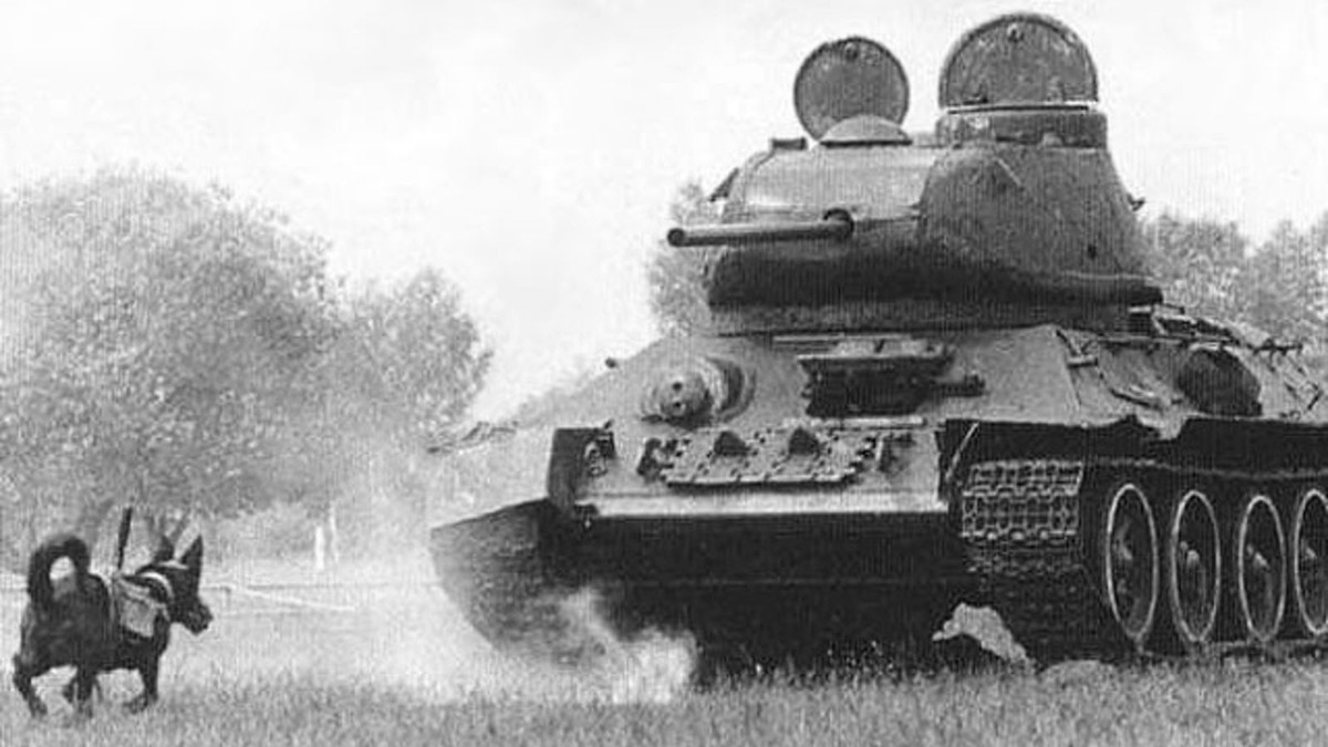 Chó chống tăng là một "vũ khí" độc nhất vô nhị của Liên Xô trong Thế chiến 2. Những chú chó được huấn luyện này mang trên mình những quả bom và chạy về phía những chiếc xe tăng của quân Đức. Theo thống kê, những chú chó này đã lập chiến công khi phá hủy khoảng 300 phương tiện của đối phương.