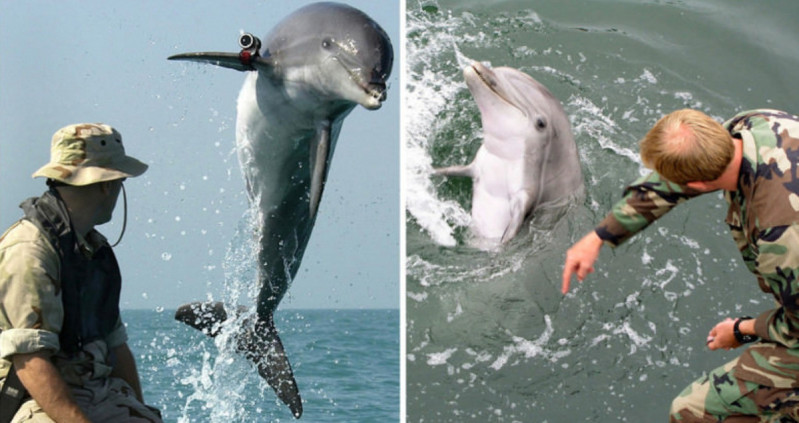 My co doi quan ca heo tu thoi chien tranh Viet Nam-Hinh-2