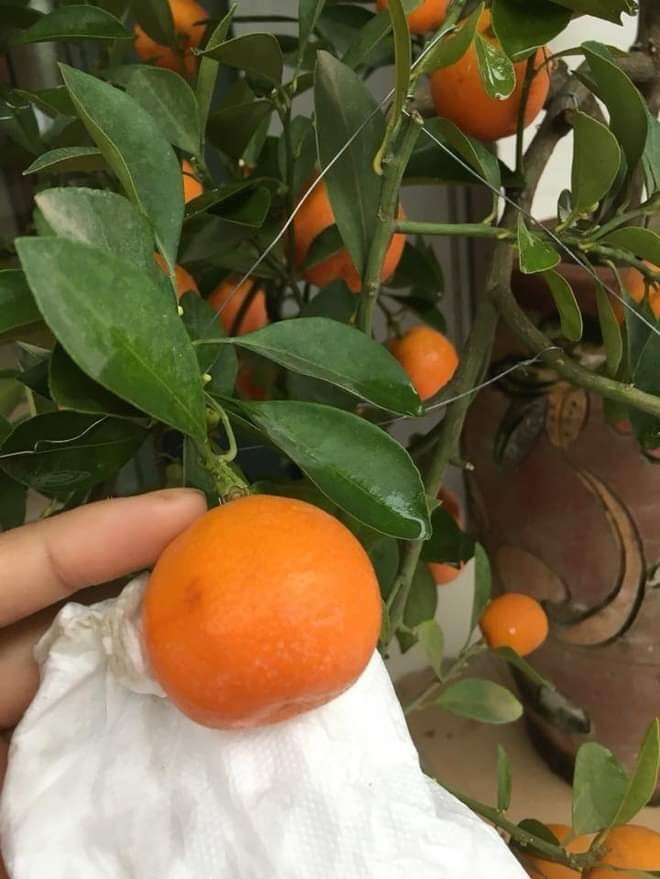 Đây là tôi khi được mẹ truyền lệnh ''dọn kỹ vào con ơi''!