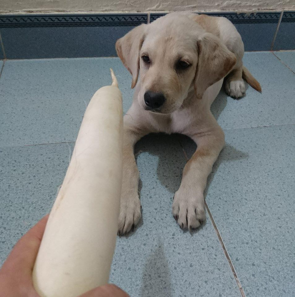 Củ Cải khiến dân mạng thích thú khi biết làm toán, thực hiện các lệnh cơ bản như bắt tay, bắt chân, ngồi, nằm, giả chết khi ra hiệu bị bắn, ngồi bằng 2 chân, ngồi lên xe đạp đi chơi, có thể giữ đồ trên đầu, mũi. Ảnh: Tổng hợp