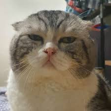 Leo là giống mèo Anh lông ngắn thuần chủng, sinh ra và được nuôi dưỡng ở Nga 4 năm. Đến năm 2016, chủ trang trại nơi Leo sống bị phá sản và phải bán hết chó mèo đang nuôi.