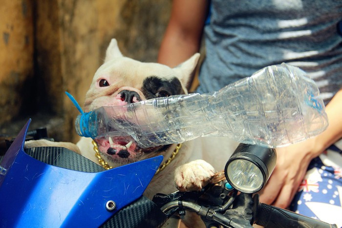 Ủn còn là chú chó thông minh, biết làm nhiều trò vui như đu xà, tạo dáng chụp ảnh, cầm đồ giúp chủ khi đi chợ. Với sự nổi tiếng trên mạng, tháng 9/2019, Ủn được lên sóng trên kênh truyền hình Asahi của Nhật Bản.