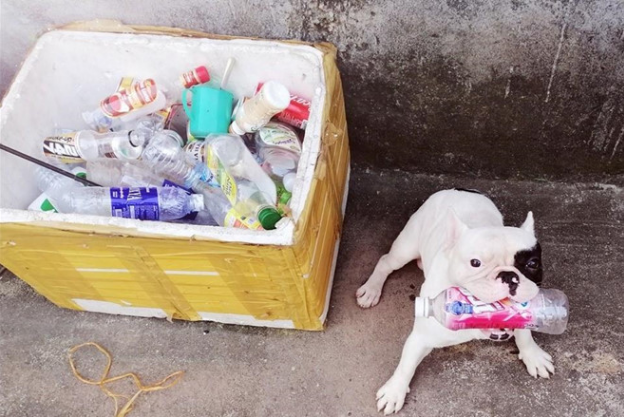 Tháng 6/2019, chú chó tên Ủn với "đam mê" nhặt chai lọ cũ được lan truyền, thu hút sự chú ý của đông đảo dân mạng.