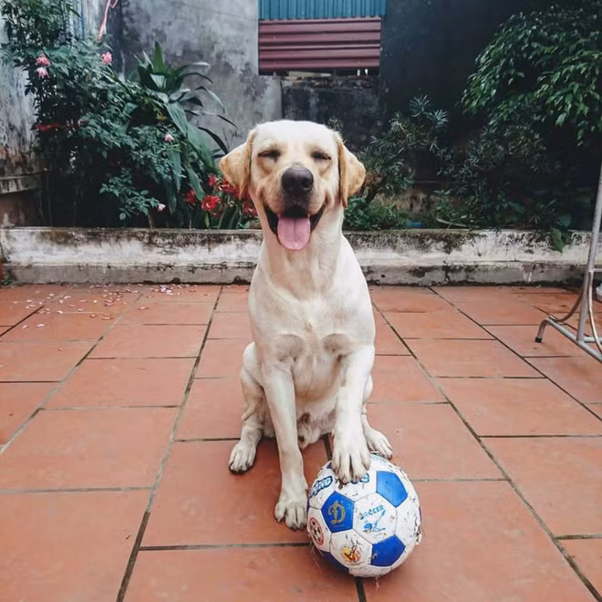 Trịnh Văn Củ Cải là chú chó giống Labrador được anh Trịnh Văn Cảnh, quê Nam Định nuôi từ khi còn nhỏ. Chú chó gần 4 tuổi hiện có một kênh Youtube và 1 trang fanpage riêng thu hút hàng triệu lượt xem từ cộng đồng mạng.